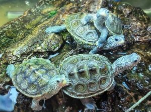 How Much Water Should Be in a Baby Turtle Tank?