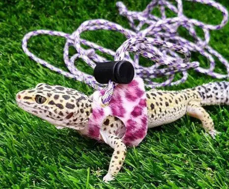 Can You Walk a Leopard Gecko On a Leash