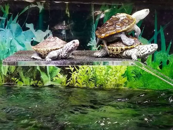How Many Watts For Turtle Basking