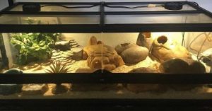 How Often Should I Clean My Leopard Gecko Tank?