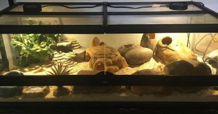 How Often Should I Clean My Leopard Gecko Tank