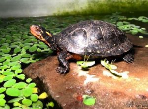 How Many Watts for Turtle Basking? Turtle Basking Light Wattage