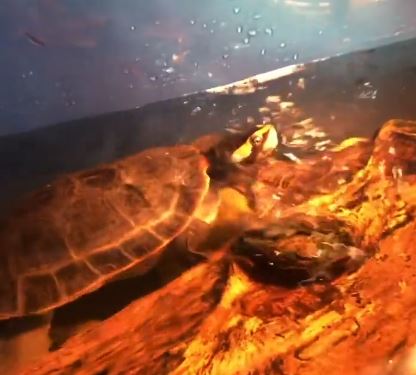 How To Make UV Light For Turtles?