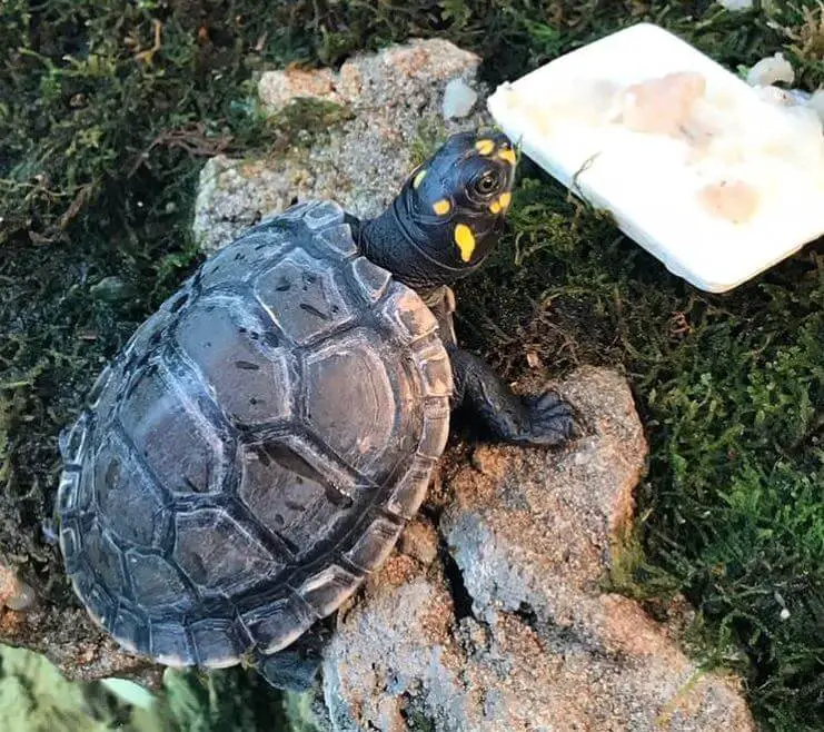 best way to clean rocks in turtle tank