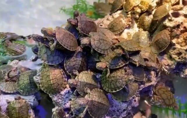 can i put outside rocks in my turtle tank