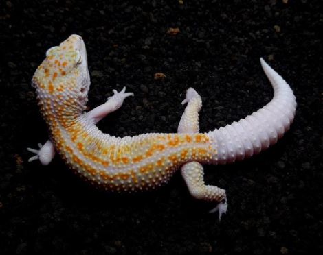do leopard geckos need infrared light at night
