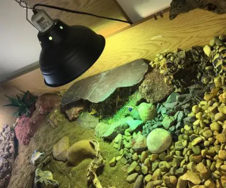 do tortoises need a heat lamp and uv light