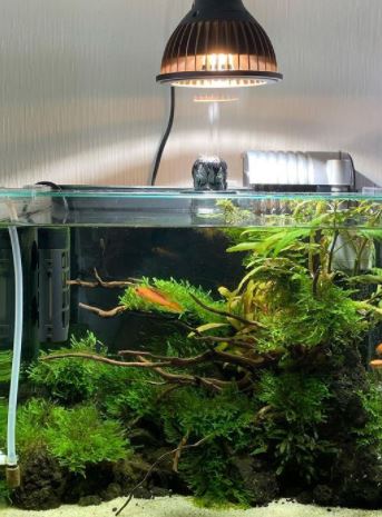 how to check ph level of fish tank at home
