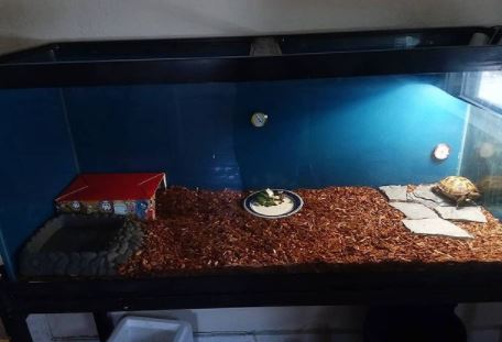 how to increase humidity in tortoise enclosure