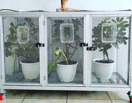 how to keep humidity up for plants