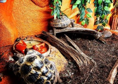 how to keep humidity up in tortoise enclosure