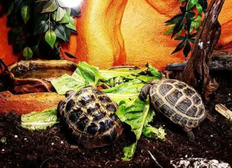 how to keep tortoise enclosure humid