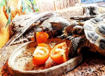 how to keep tortoise tank humid