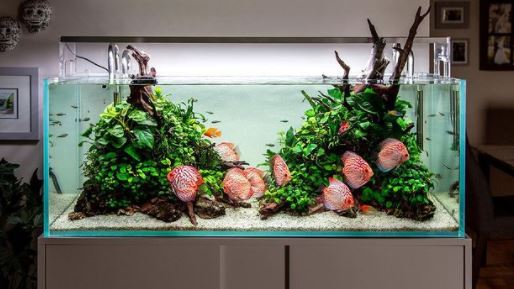 how to test your ph level in fish tank