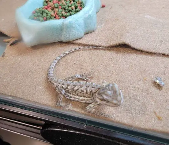 how to use reptile carpet