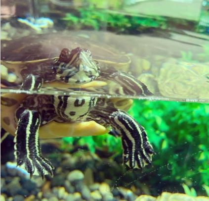 is fish water conditioner safe for turtles