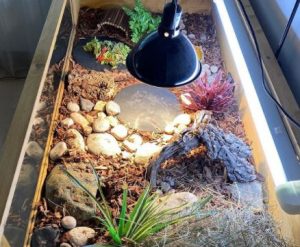 How to Decorate a Tortoise Enclosure? A Complete Guide