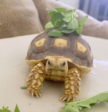 what flowers do russian tortoises eat