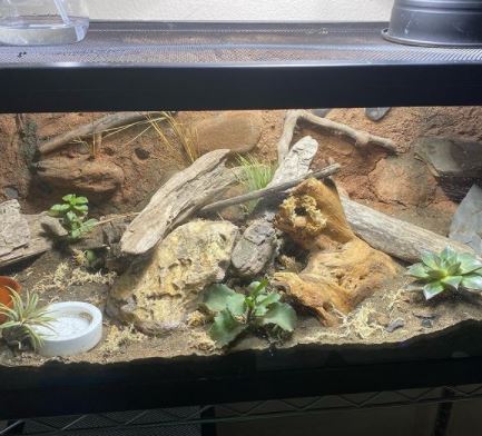 what is the best substrate for a leopard gecko