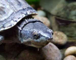 Why Does My Turtle Tank Have White Bubbles?