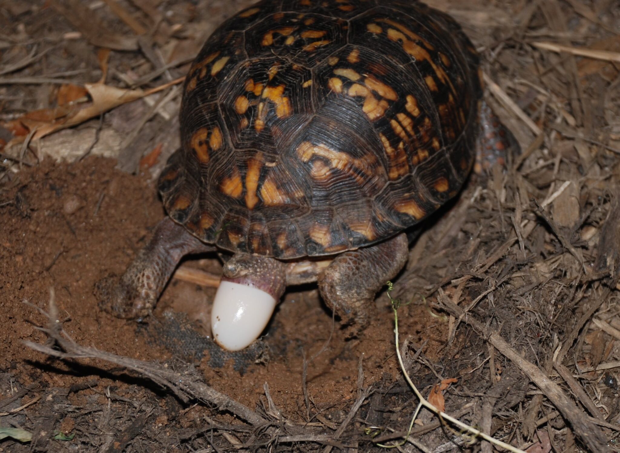 How Long Do Box Turtle Eggs Take To Hatch